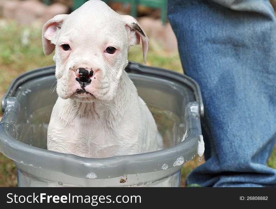 A White Boxer Pup Having Bubble Bath & Not Happy