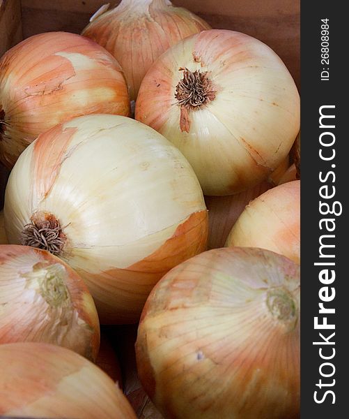 Fresh picket round yellow onions.