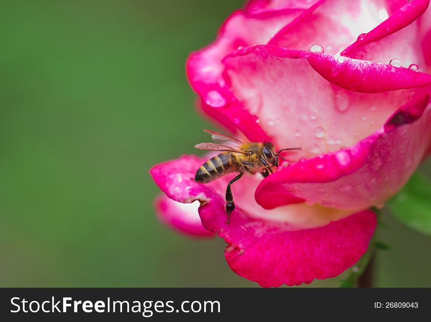Bee gathering pollen on red rose. Bee gathering pollen on red rose