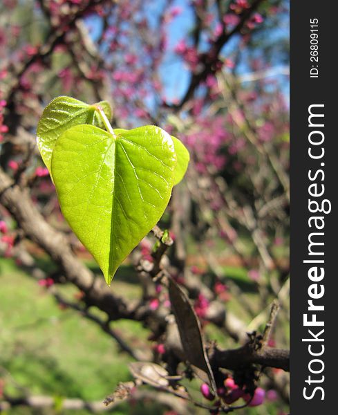 Young bright green leaf of a lilac on a tree in spring park. Young bright green leaf of a lilac on a tree in spring park