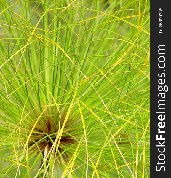 Live plant Papyrus with thin colourful leaves in a Japanese garden. Live plant Papyrus with thin colourful leaves in a Japanese garden