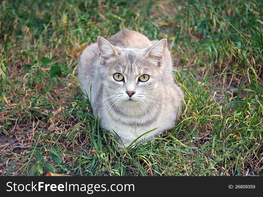 Gray cat resting on autumn grass. Gray cat resting on autumn grass