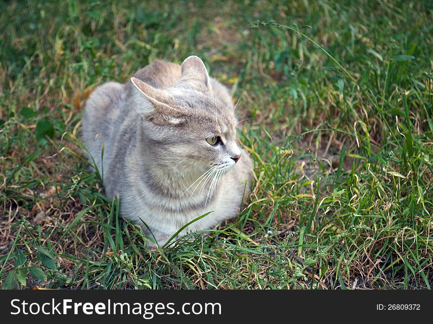 gray cat on the autumn grass