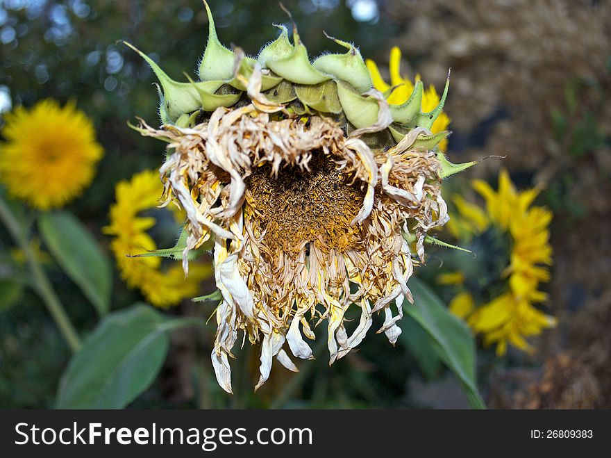 Ripe Sunflower
