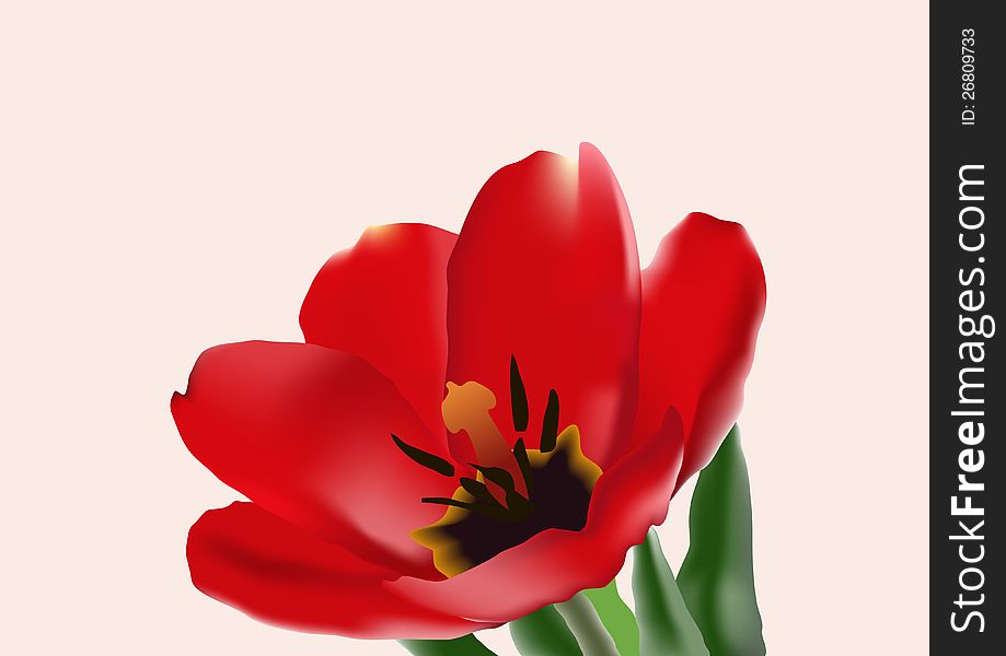 The red tulip on the rose background. The red tulip on the rose background