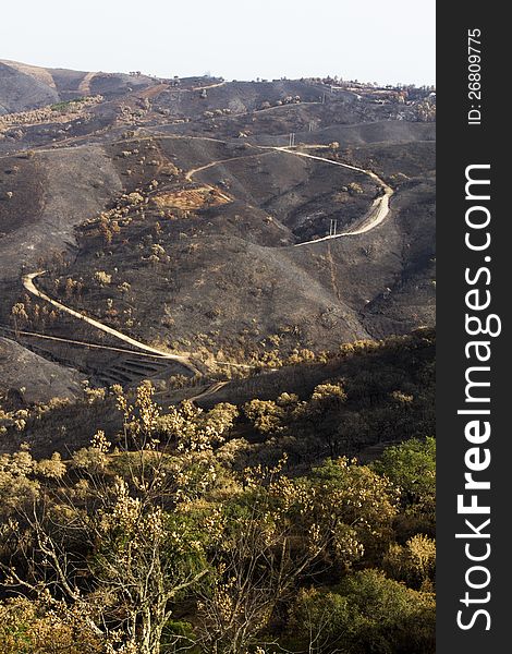 Desolate view of the remains of a forest after a fire. Desolate view of the remains of a forest after a fire.