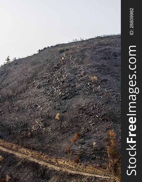 Desolate view of the remains of a forest after a fire. Desolate view of the remains of a forest after a fire.