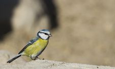 Free Blue Tit Stock Image - 26810371