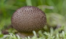 Puffball Royalty Free Stock Image