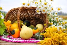 Still Life With Assorted Gourds Royalty Free Stock Image Still Life With Assorted Gourds Royalty Free Stock Image