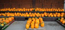 Pumpkins All In A Row Stock Photo Pumpkins All In A Row Stock Photo