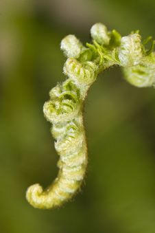 Curly Young Fern Leaf Royalty Free Stock Image Curly Young Fern Leaf Royalty Free Stock Image