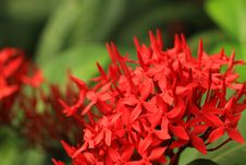 Ixora Flower Stock Photos Ixora Flower Stock Photos