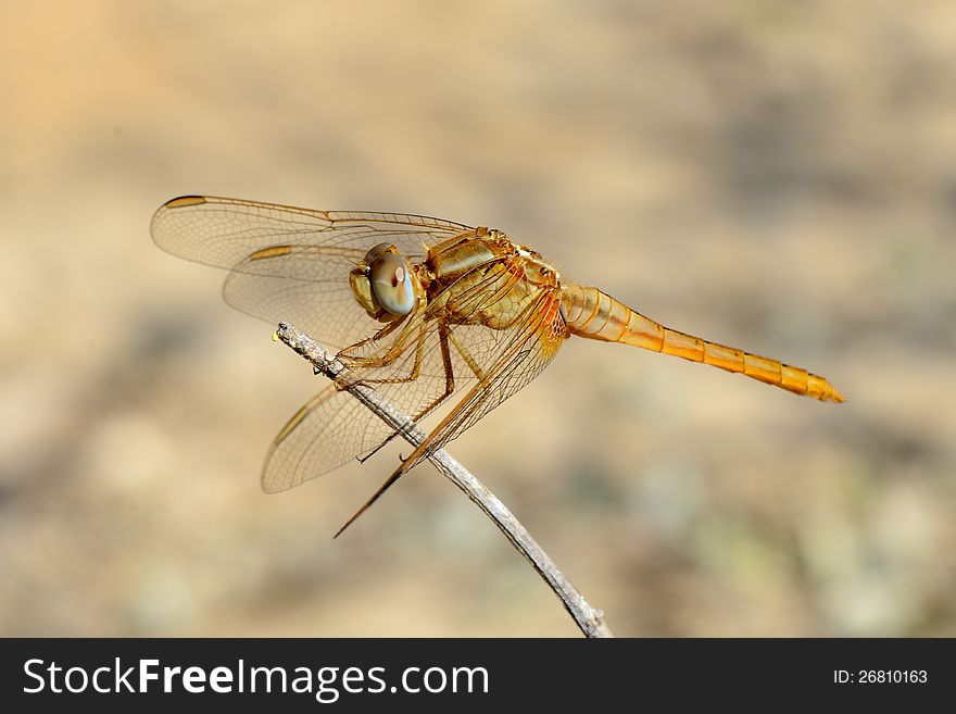 Closeup of dragonfly resting on a twig.