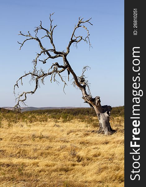 View of a landscape of a dead tree on a dry land. View of a landscape of a dead tree on a dry land.