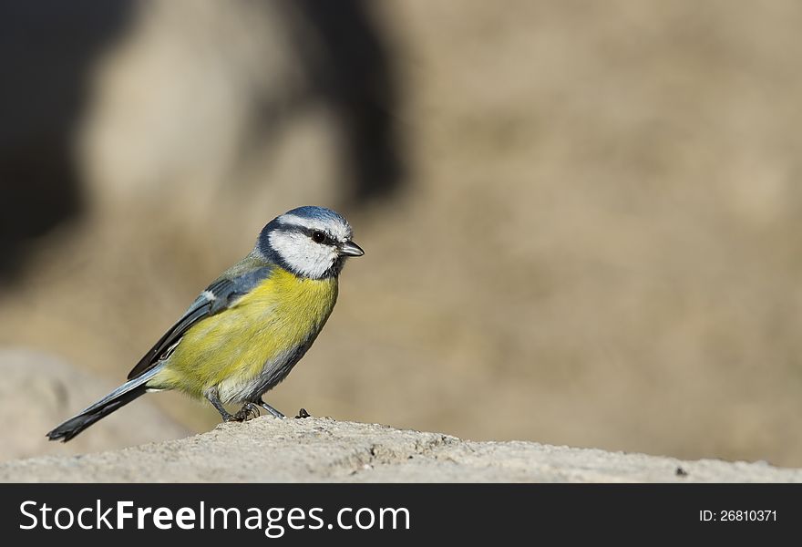 Blue tit is perchingon a piece of rock