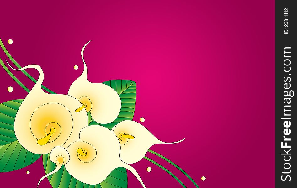 Calla Lily Floral Background