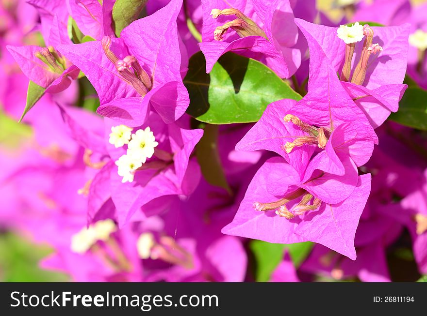 Pink flowers (bougainvillea) as a background. Pink flowers (bougainvillea) as a background