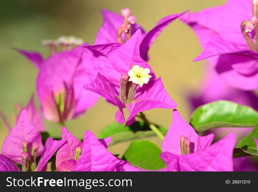 Pink flowers &#x28;bougainvillea&#x29