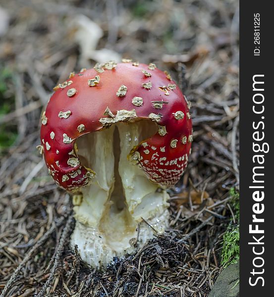 Fly agaric in forest under trees