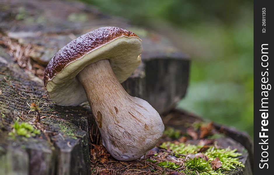 Big boletus laid on trunk