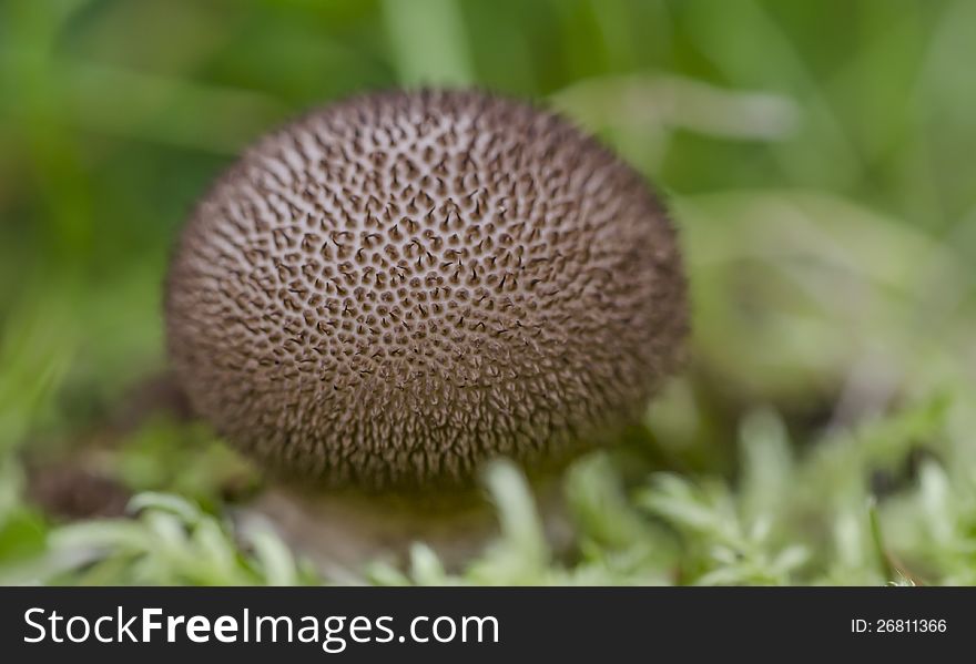 Small puffball growing in the grass