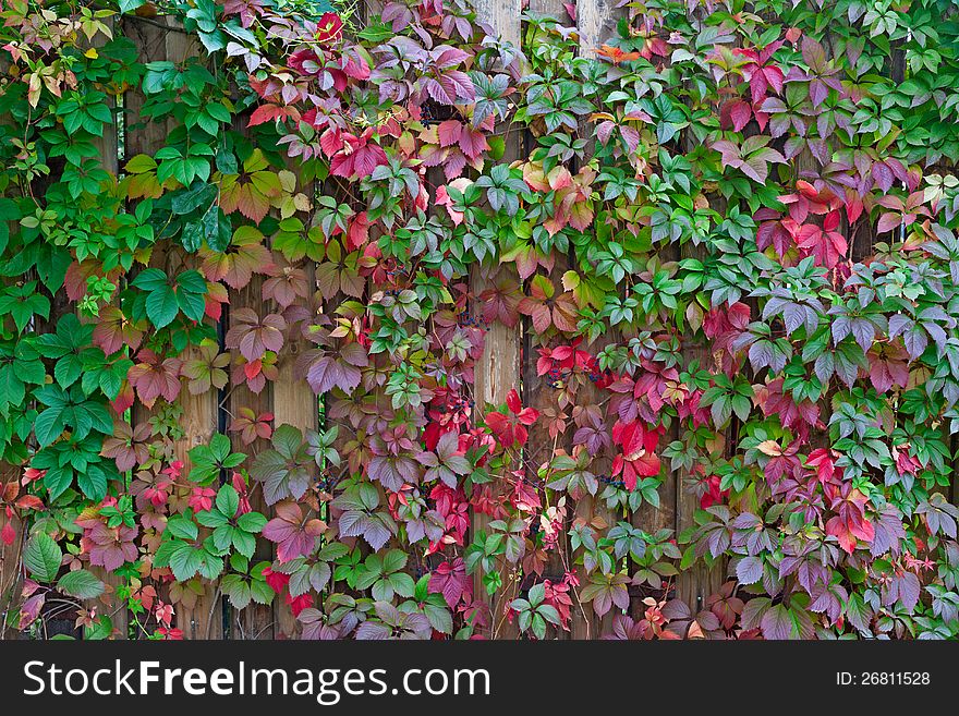 Autumn background, colorful leafs over  wooden fence