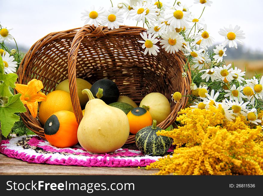 Capsized basket with small assorted gourds. Next to them are chamomiles and yellow flowers. Capsized basket with small assorted gourds. Next to them are chamomiles and yellow flowers.