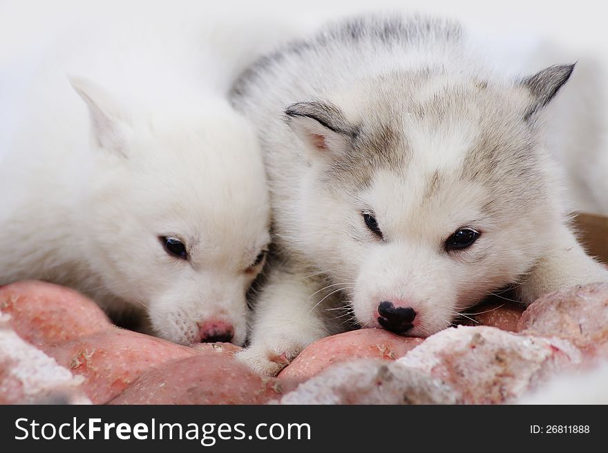 Two puppies of Siberian Huskies don't suffer lack of appetite even on a frost