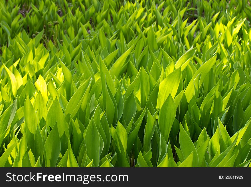 Lily of the valley closeup