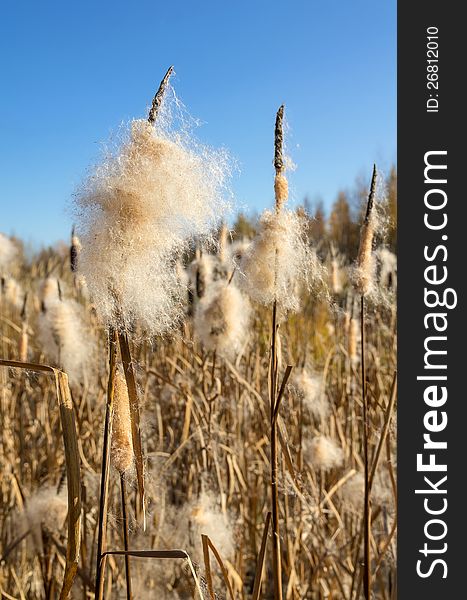 Autumn landscape. Cattails in the swamp.