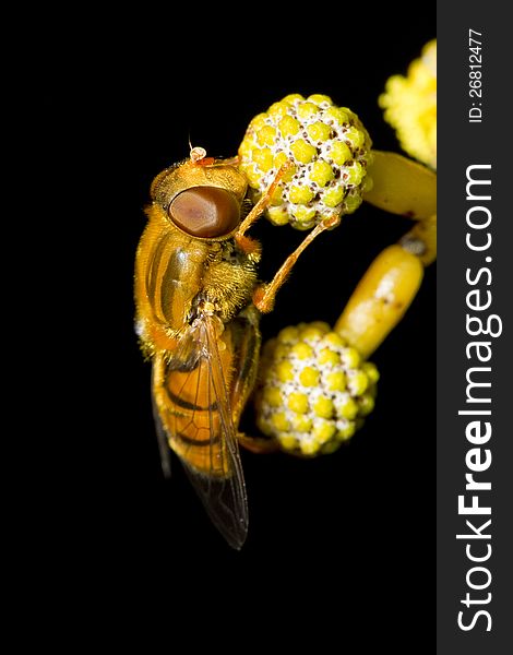 Close up view of a beautiful orange hoverfly (Parhelophilus frutetorum).