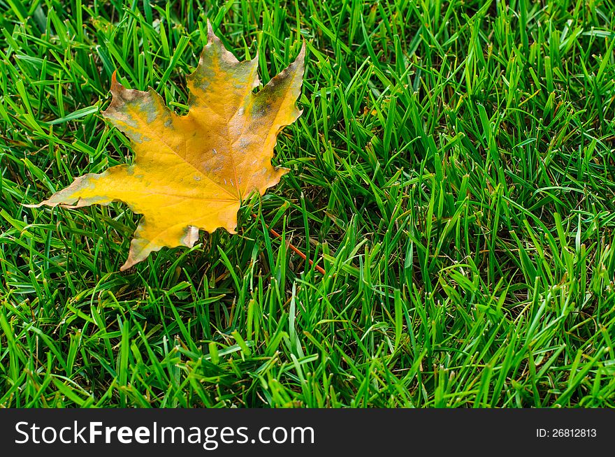 Yellow autumn leaf on green grass closeup. Yellow autumn leaf on green grass closeup