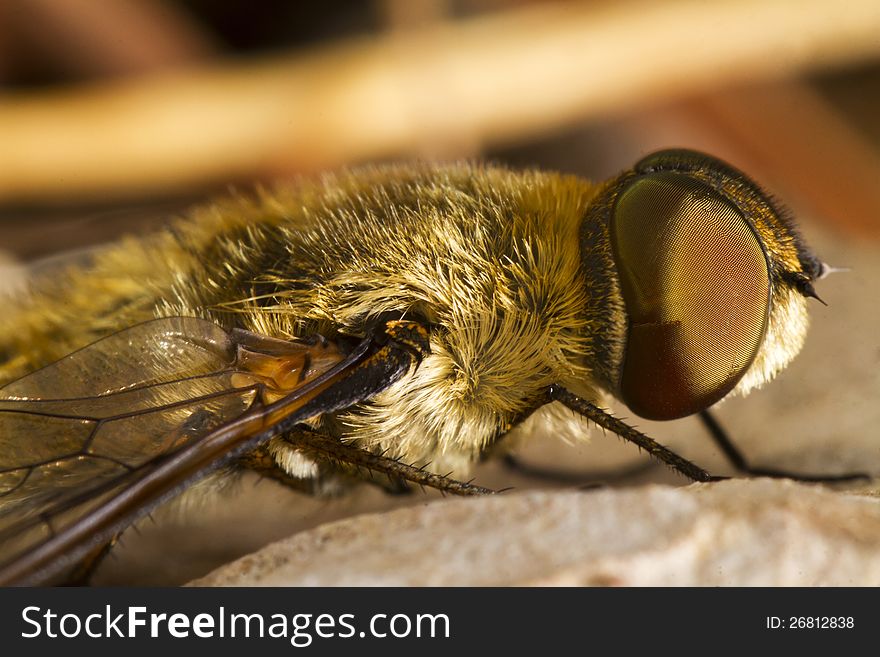 Close up view of the beautiful Bee Fly (Villa hottentotta) insect. Close up view of the beautiful Bee Fly (Villa hottentotta) insect.