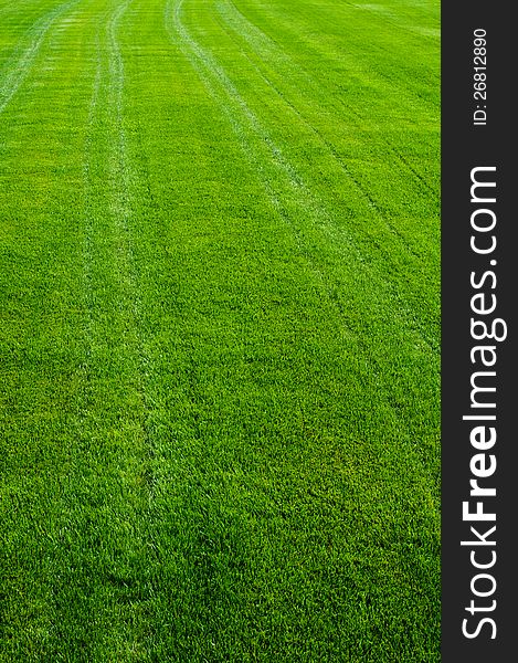 Striped green grass texture with perspective view