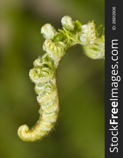 Close up view of a curly young fern leaf.