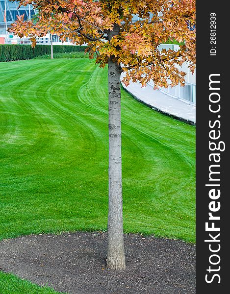 Tree trunk with green grass background. Closeup. Tree trunk with green grass background. Closeup