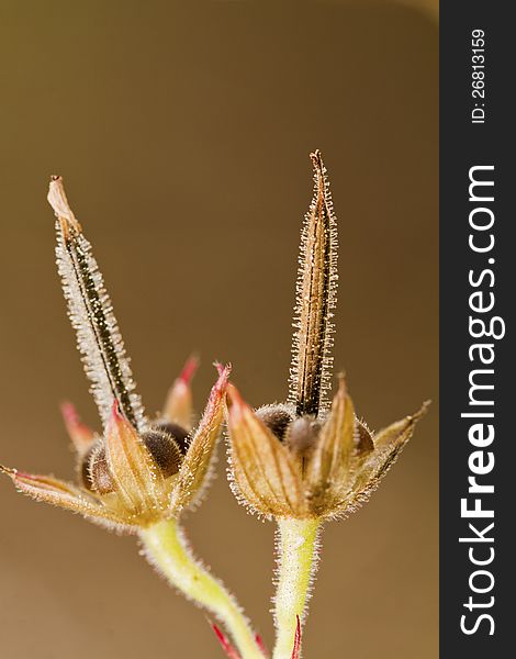 Cut-leaved Cranesbill &x28;geranium Dissectum&x29;