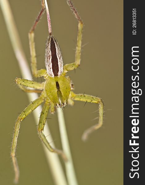 Close up view of beautiful green huntsman spider (Micrommata virescens). Close up view of beautiful green huntsman spider (Micrommata virescens).