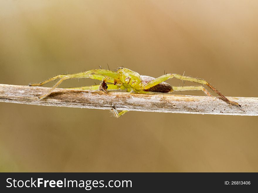 Close up view of beautiful green huntsman spider (Micrommata virescens). Close up view of beautiful green huntsman spider (Micrommata virescens).