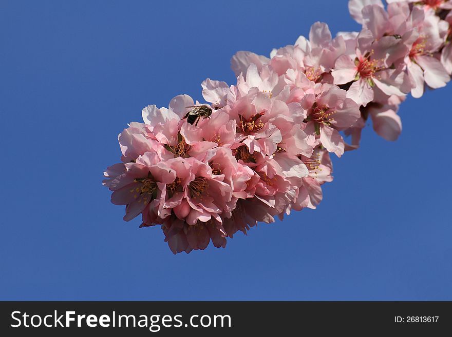 Rose flowers of the almond tree.