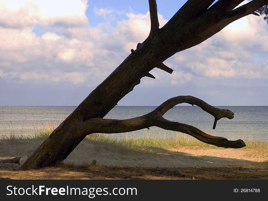 Tree with summer sky and beach in background. Tree with summer sky and beach in background