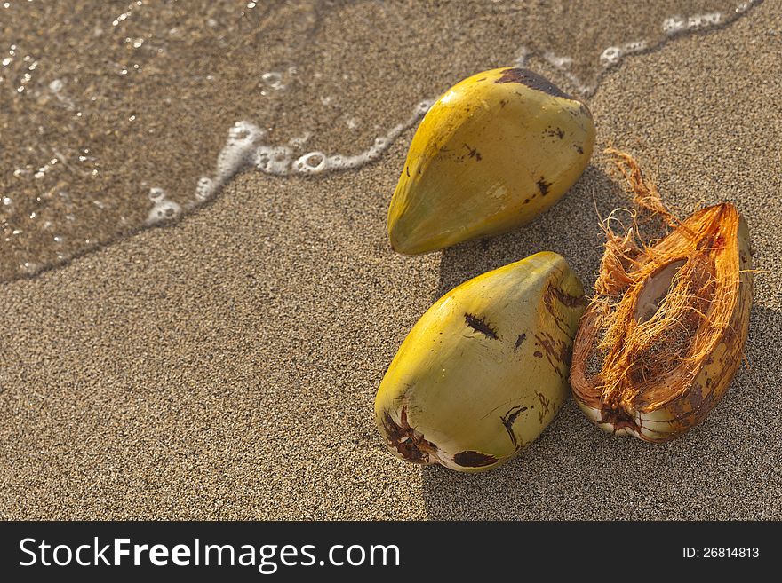 High resolution of coconut shells in tropical beach water