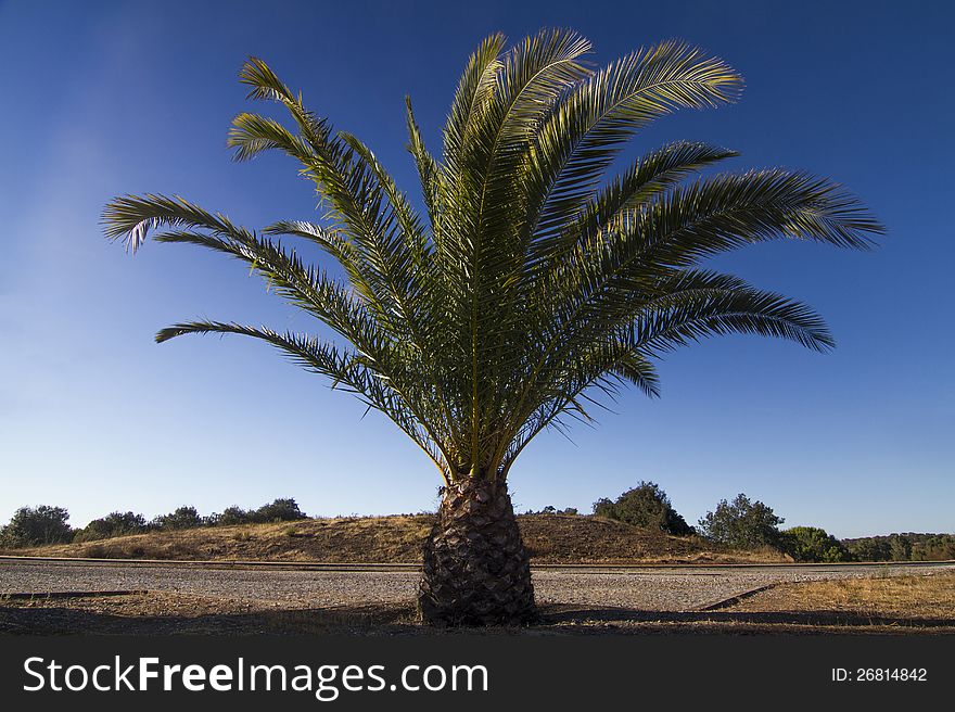 View of a Date Palm tree (Phoenix dactylifera) on a park. View of a Date Palm tree (Phoenix dactylifera) on a park.
