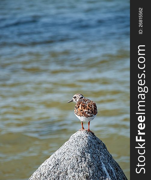 Least Sandpiper sitting on top of a rock. Least Sandpiper sitting on top of a rock