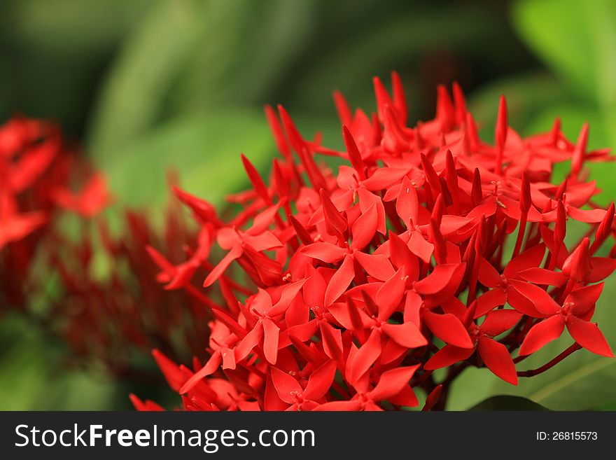 Red ixora flower in the garden