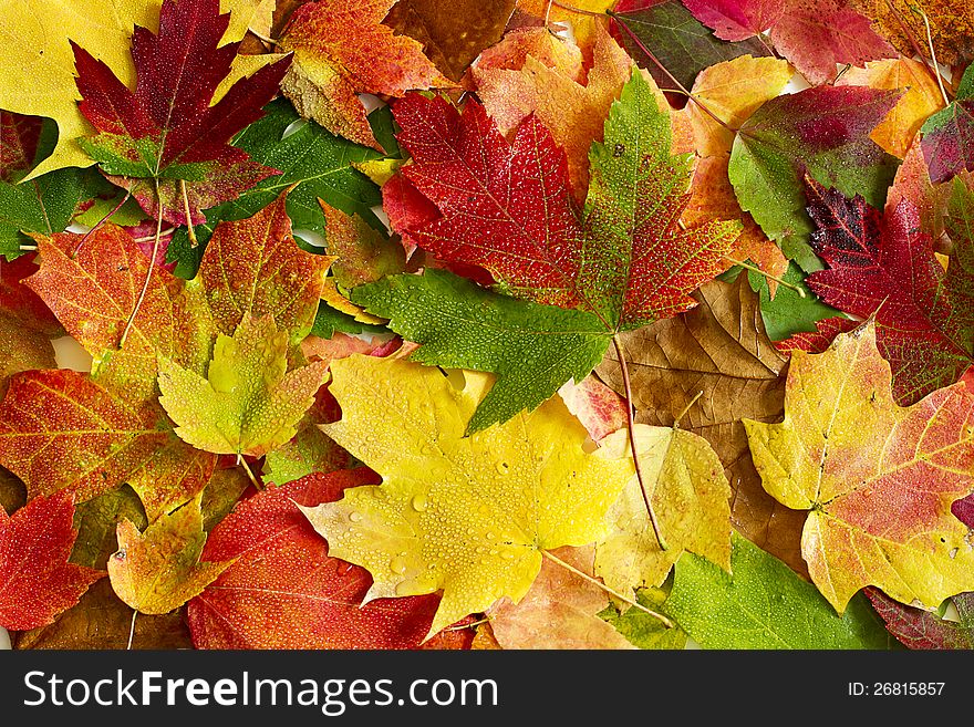 Still life photo of a bunch of maple leaves in autumn.