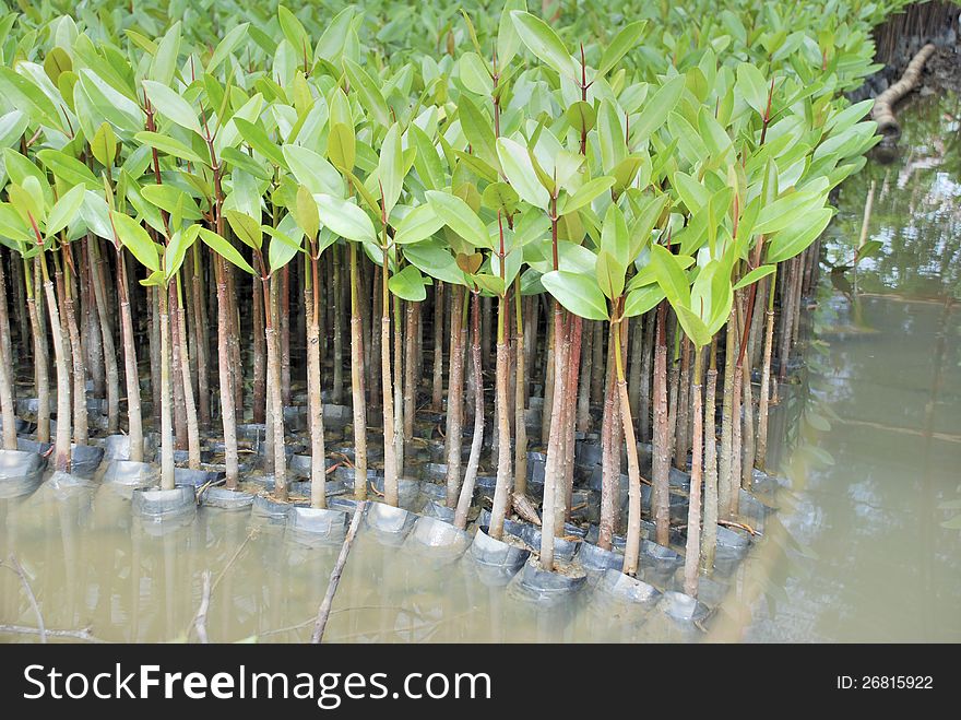 The young mangroves seedling are prepared for planting. The young mangroves seedling are prepared for planting.