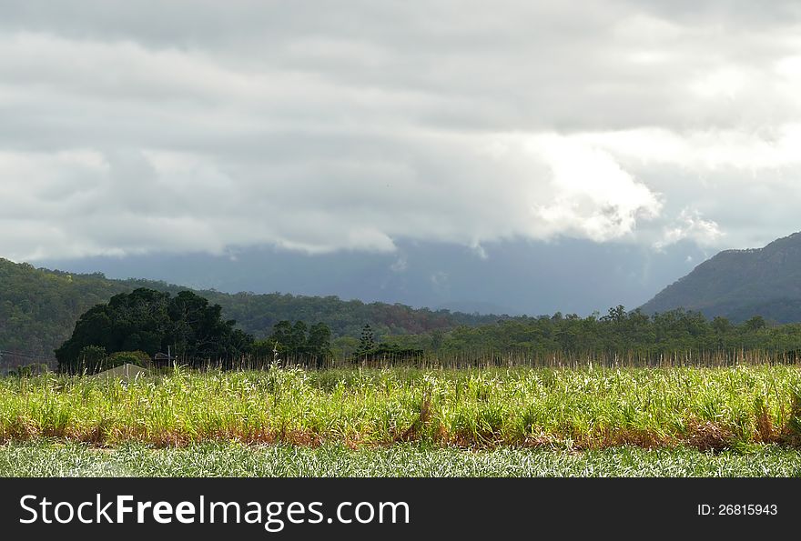 Farming Land  Covered Thundercloud.