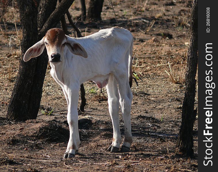 Calf in Western Australia.